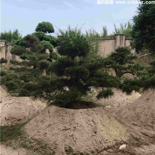 黑松图片 黑松图片