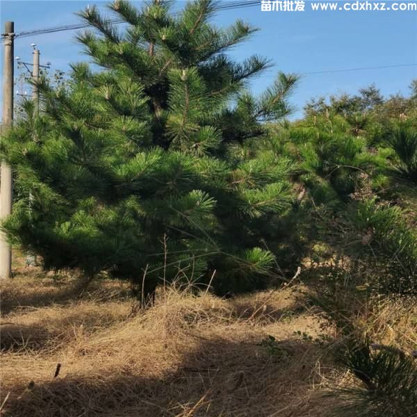 黑松图片 黑松图片