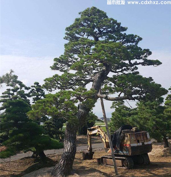 黑松图片 黑松图片