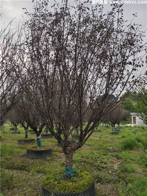 红叶李和红叶碧桃区别,外观和生长习性 红叶李和红叶碧桃区别,外观和生长习性