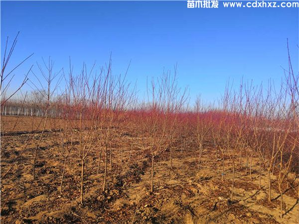 红叶李和红叶碧桃区别,外观和生长习性 红叶李和红叶碧桃区别,外观和生长习性