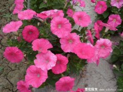 草花出芽后多久可以施肥？