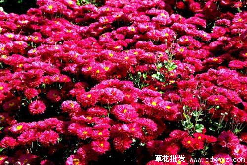 在国庆菊开花的国庆菊图片